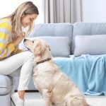 How-To-Improve-Your-Indoor-Air-Quality-With-Pets-At-Home