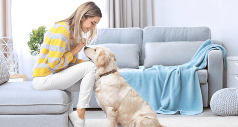 How To Improve Your Indoor Air Quality With Pets At Home